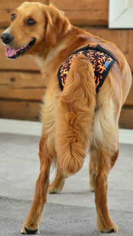 Janutex Running Guard "Liekit" Size 0 - Dog Running Pants - JUOKSUS0 - 1