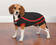 Kong Anxiety-Reducing Shirt - Dog Coats and Overalls - 721343718000 - 1