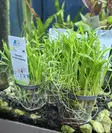 Lilaeopsis novae-zelandiae - Aquarienpflanzen - KASVI30 - 2