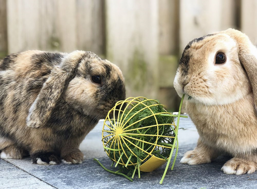 Nobby Colorful Hay Ball - Rabbit and Rodent Toys and Enrichment - 4033766810510 - 1