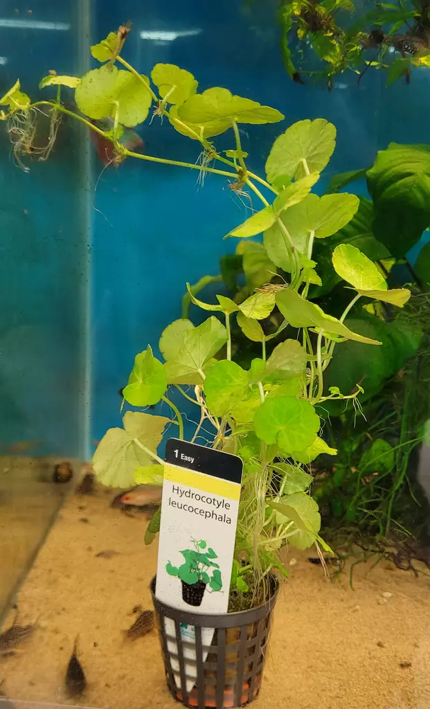 Hydrocotyle Leucocephala - Aquarium Plants - KASVI10 - 1