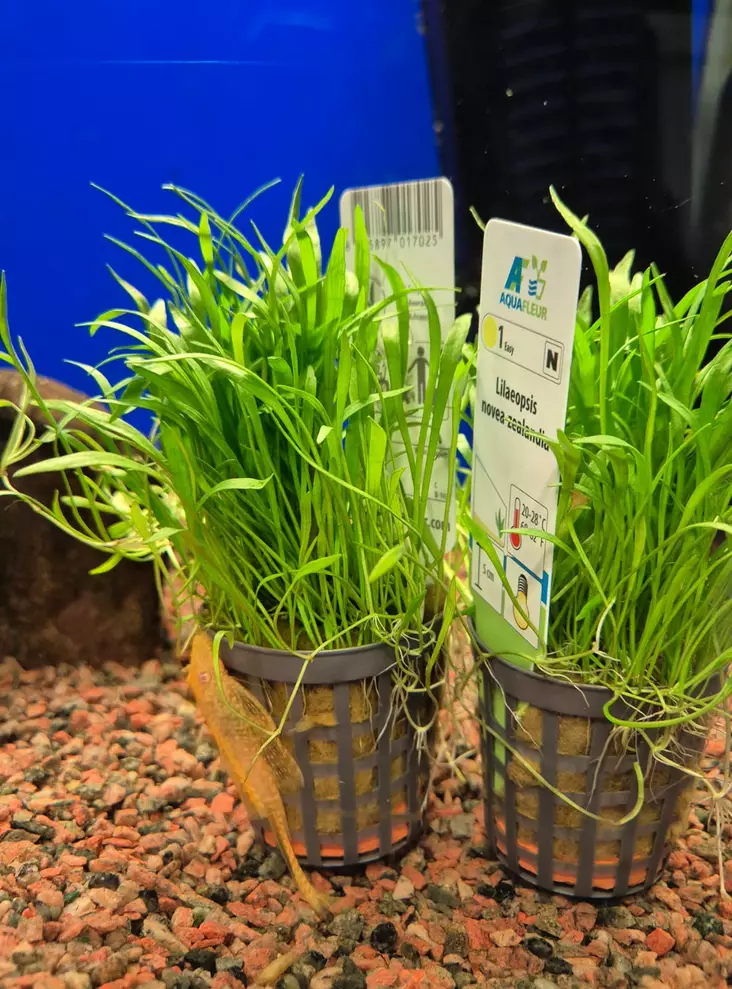 Lilaeopsis novae-zelandiae - Aquarienpflanzen - KASVI30 - 1