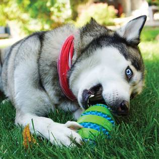KONG Goomz Squeezz Durable Squeaky Ball for Dogs - Dog Balls - 035585495071 - 2