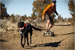 RuffWear Omnijore Joring System Harnesses - Dog Harnesses OUTLET - 748960616021 - 1