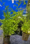 Water Sprite - Aquarium Plants - KASVI21 - 1