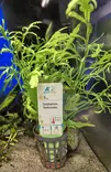 Water Sprite - Aquarium Plants - KASVI21 - 2