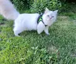 Finnero HALI Harness for Cats or Dogs - FinNero Dog Harnesses - 6438406010011 - 10