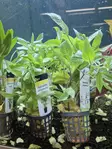 Hygrophila - Aquarium Plants - KASVI11 - 2