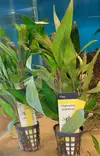 Hygrophila - Aquarium Plants - KASVI11 - 1