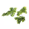 Komodo Banyan Plant 30cm - Terrarium Decor - 701029825581 - 1