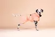 Paikka Raincoat Peach 30cm - Hundejacken und -overalls - 6440003200221 - 2