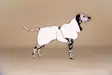 Paikka Raincoat Peach 30cm - Hundejacken und -overalls - 6440003200221 - 6