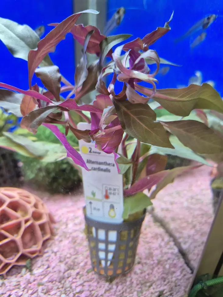 Alternanthera cardinalis - Akvarieväxter - KASVI1 - 1