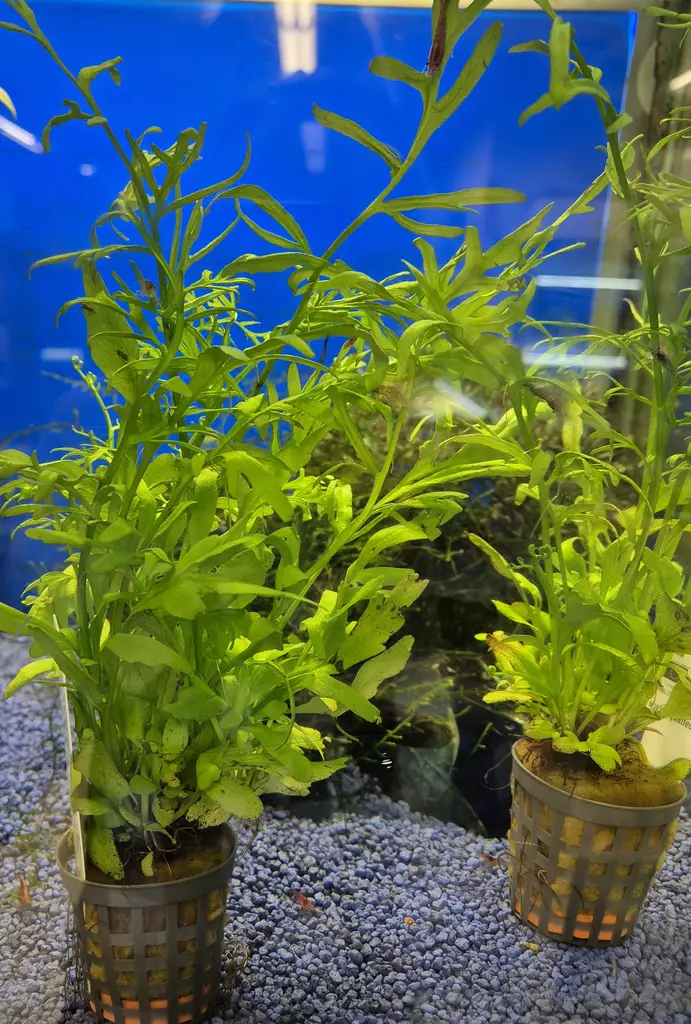 Water Sprite - Aquarium Plants - KASVI21 - 1