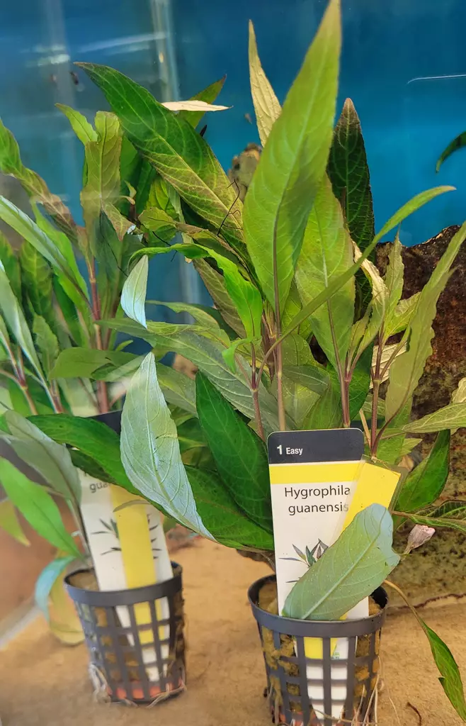 Hygrophila - Aquarium Plants - KASVI11 - 1