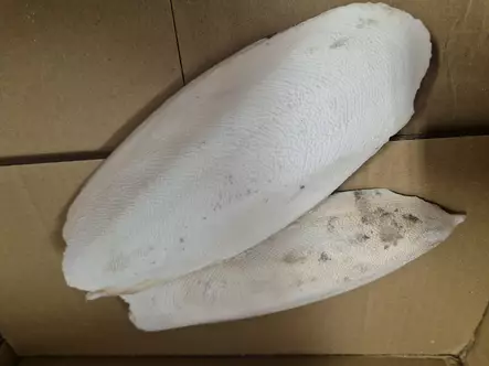 Sepia Ben i Påse - Fågelmat och godsaker - SEEPIA2 - 1