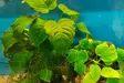 Anubias - Aquarienpflanzen - KASVI2 - 1