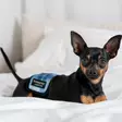 JustinCase MALE Pants for Male Dogs - Male Dog Protective Gear - 6438406008452 - 10