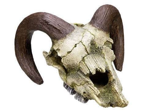 Nobby Aqua Ornaments Ram Skull Aquarium Decor - Aquarium Decorations - 4033766282522 - 1