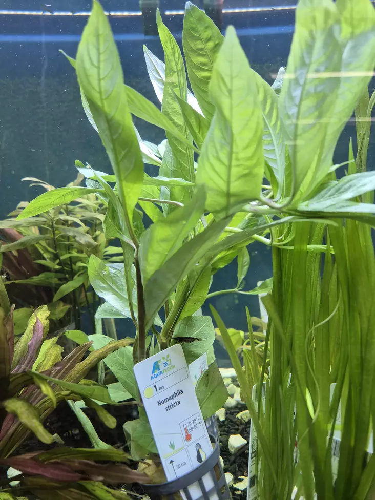 Nomaphila Stricta - Aquarium Plants - KASVI12 - 1