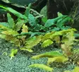 Kryptokoryne - Akvarieväxter - KASVI3 - 3