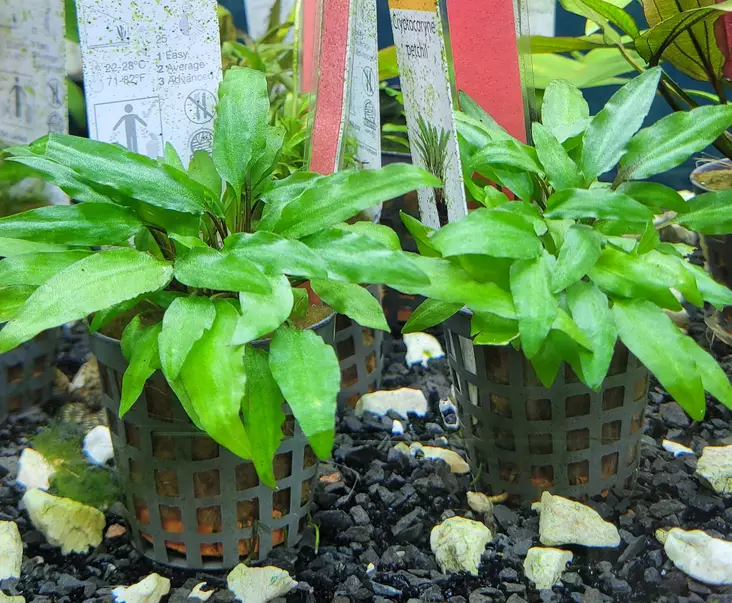 Kryptokoryne - Akvarieväxter - KASVI3 - 1