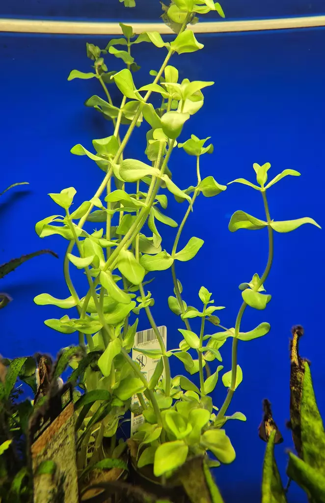 Bacopa - Aquarium Plants - KASVI14 - 1