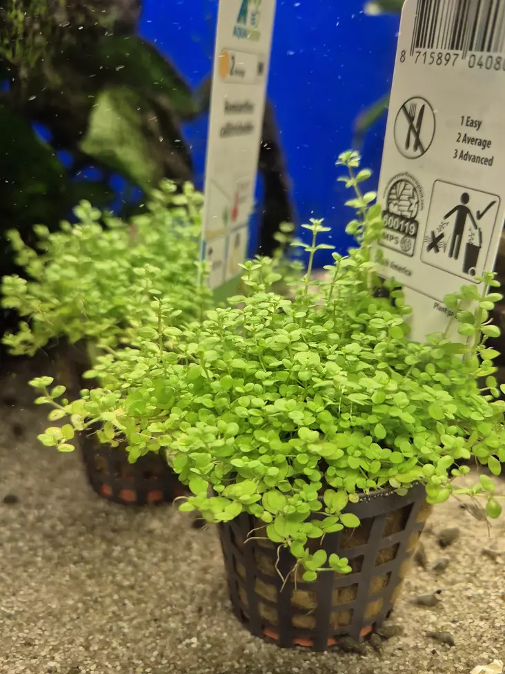 Hemianthus Pearl Grass - Aquarium Plants - 871807600334 - 1