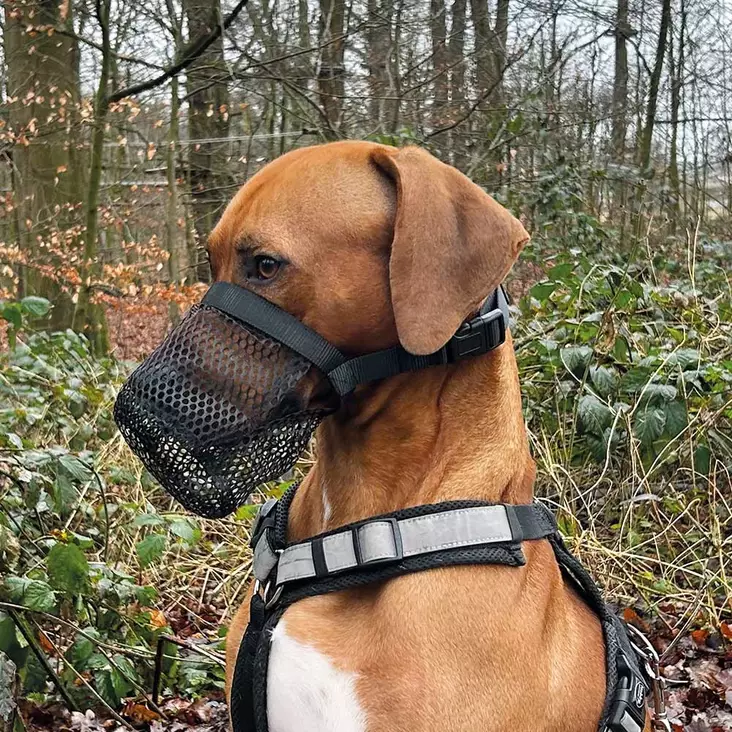 Nobby Maulschlaufe - Hundemaske und Halsbänder - 4033766530234 - 1