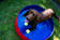 Nobby Dog Pool - Swimming Pools and Cooling Solutions - 4033766622045 - 2