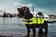 Nobby Flytväst för hund - Flyt- och räddningsvästar - 4033766785795 - 3
