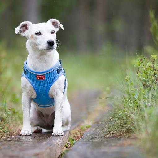 Finnero Ratia Mesh Harness - FinNero Dog Harnesses - 6061406002955 - 4