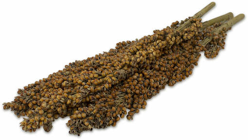 Jr. Farm Dari Cob Durra Treat for Rodents 100g - Rabbit and Rodent Treats - 4024344081545 - 1