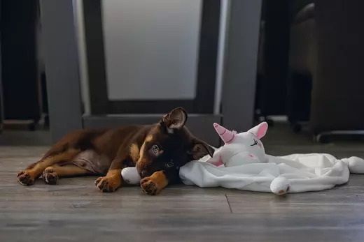 Beeztees Yksisarvinen pennulle - Hundestofftiere - 8712695201915 - 2