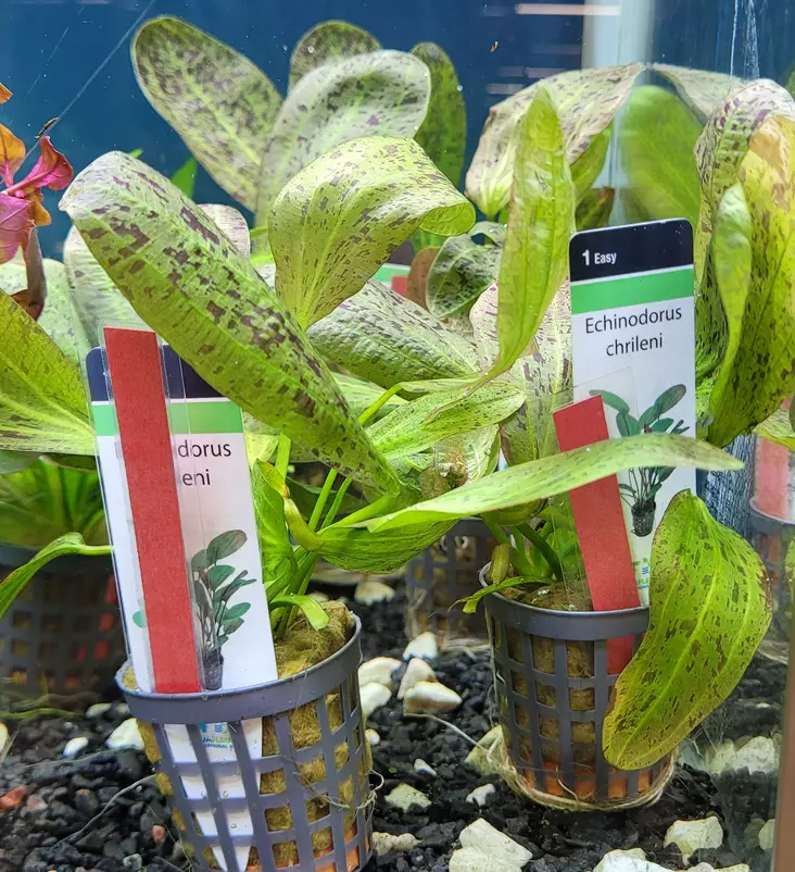 Echinodorus - Akvarieväxter - KASVI5 - 1