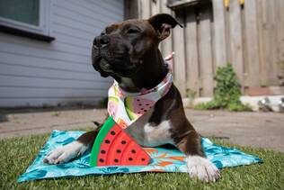 Nobby Kylmatta Kylplatta Blomsterdesign för hund eller katt - Pooler och kylsystem - 4033766622366 - 2