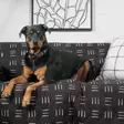 Molly Mutt Dreams Couchbezug - Tierbezogene Produkte - 814692026336 - 2