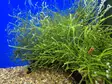 Vesiculiria Dubyana - Akvarieväxter - KASVI16 - 1