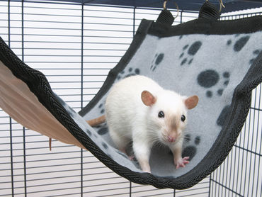 Savic Relax De Luxe Flat Medium 25 x 30cm Hängematte - Spielzeug und Aktivierung für Kaninchen und Nagetiere - 5411388059286 - 1