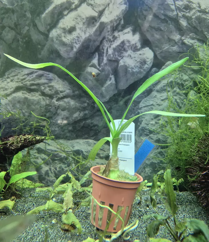 Crinum - Akvarieväxter - KASVI6 - 1