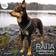 Finnero Ratia 8-formad meshsele för hund - FinNero hundselar - 6438406005017 - 2
