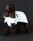 Paikka Raincoat Cabbage 25cm - Hundjackor och overaller - 6440003206377 - 3