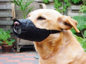 Beeztees Munskydd för hundar - Hundsnutskydd och halsband - 8712695021117 - 1