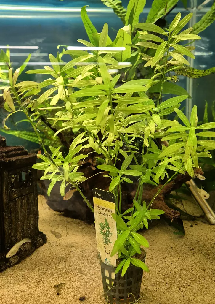 Hygrophila polysperma - Aquarium Plants - KASVI7 - 1