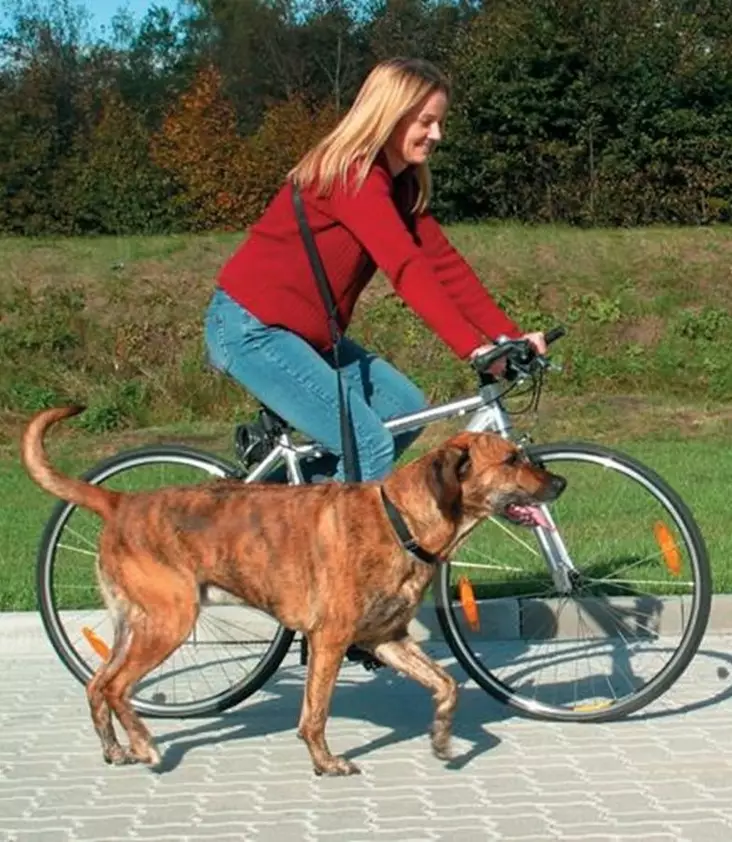 Trixie Running Leash - Skiing and Running Belts and Leashes - 4011905012827 - 1