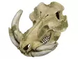 Aqua Ornaments "Warthog Skull" 28669 - Aquarium Decorations - 4033766286698 - 1