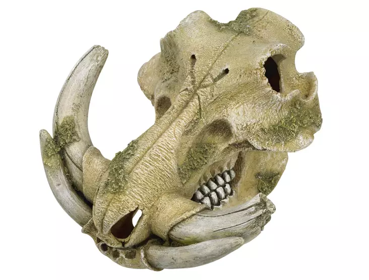 Aqua Ornaments "Warthog Skull" 28669 - Aquarium Decorations - 4033766286698 - 1