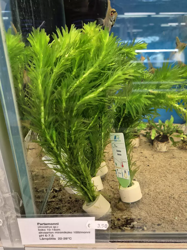 Elodea Densa - Akvarieväxter - KASVI28 - 1