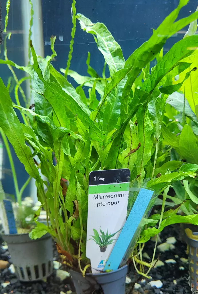 Mikrosorum pteropus - Aquarienpflanzen - KASVI8 - 1