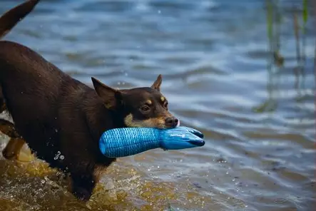 Beeztees Floating Tail Toy - Floating Toys - 8712695184669 - 2